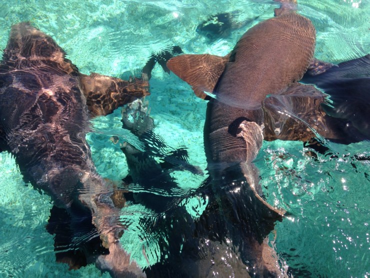 belize_cayecaulker_sharks